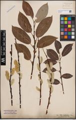 Foto von Salix daphnoides Vill.